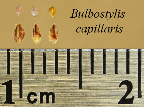 Achenes and scales of Bulbostylis capillaris