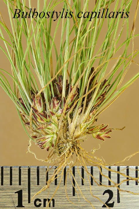 Basal portion of Bulbostylis capillaris