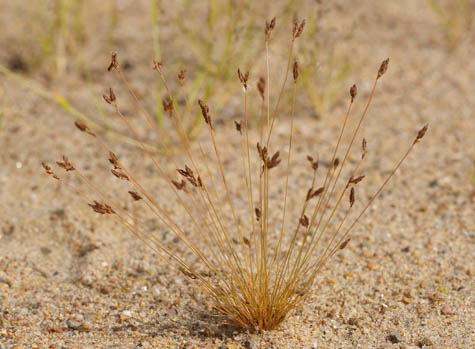 Bulbostylis capillaris in natural setting