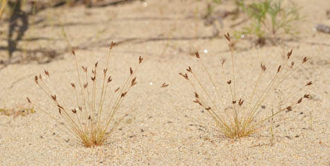 Bulbostylis capillaris in natural setting