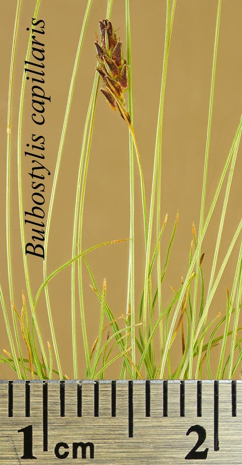 Inflorescence of Bulbostylis capillaris