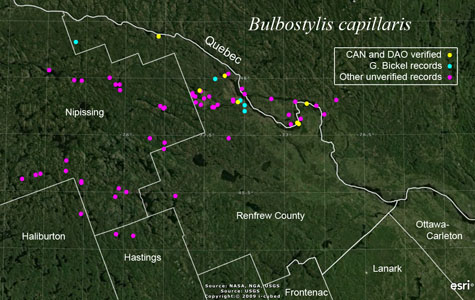 An occurrence map of bulbostylis capillaris in Renfrew County
