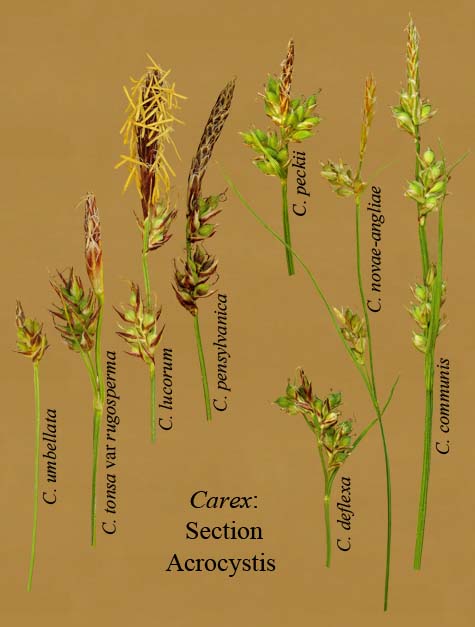 Comparison of the inflorescences for Section ACROCYSTIS