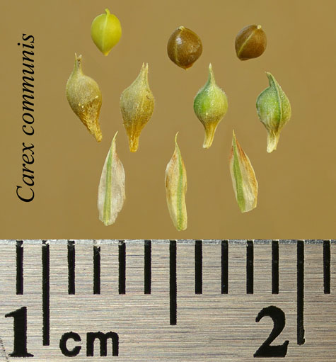 Achenes, perigynia and scales of Carex communis