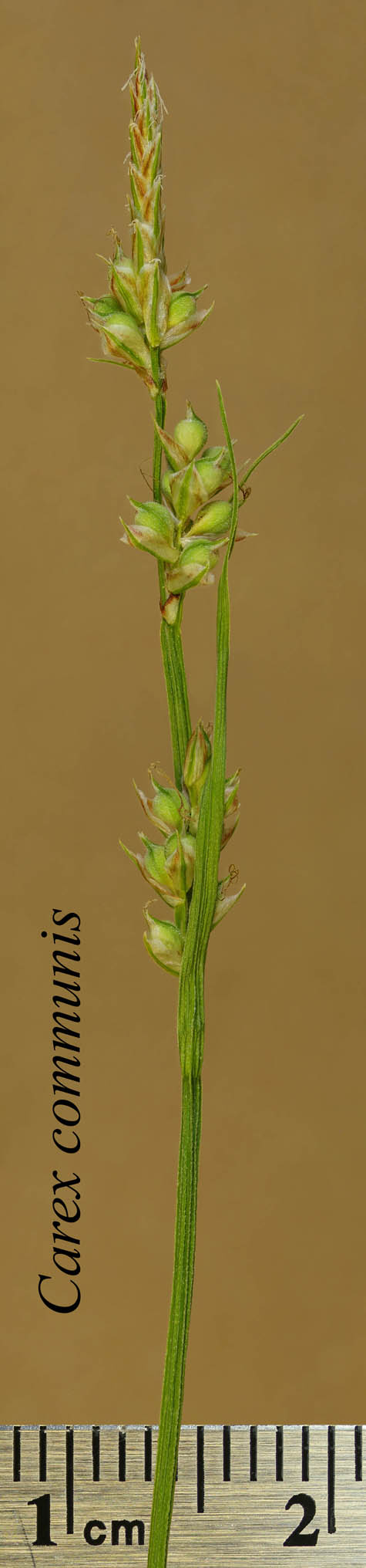 Inflorescence of Carex communis