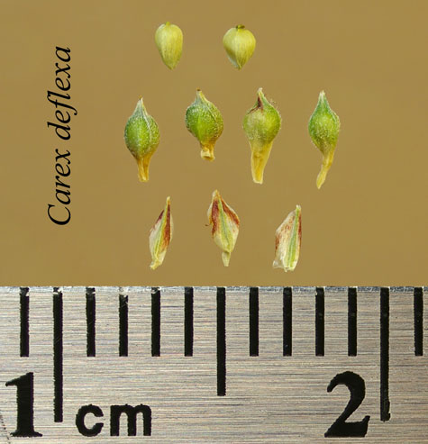Achenes, perigynia and scales of Carex deflexa