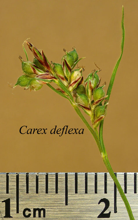 Inflorescence of Carex deflexa
