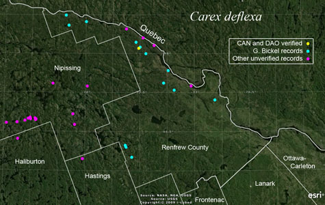 An occurrence map of Carex deflexa in Renfrew County