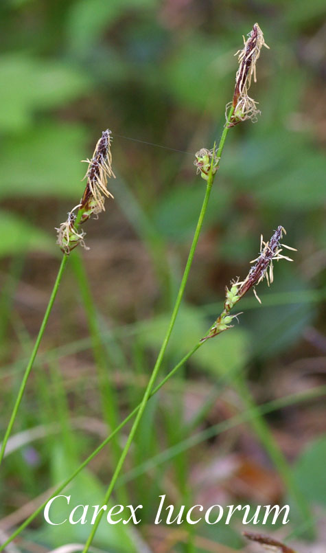 Field photograph of Carex lucorum