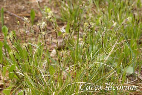 Field photograph of Carex lucorum
