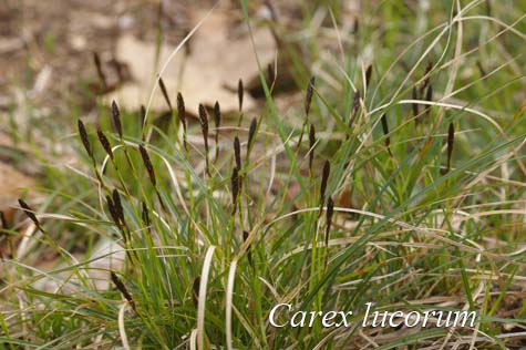 Field photograph of Carex lucorum