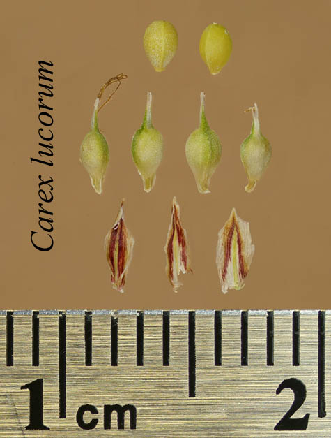 Achenes, perigynia and scales of Carex lucorum
