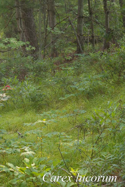 Habitat of Carex lucorum