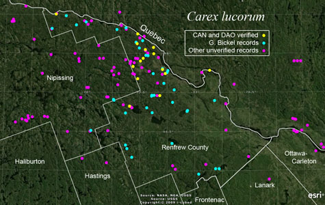 An occurrence map of Carex lucorum in Renfrew County