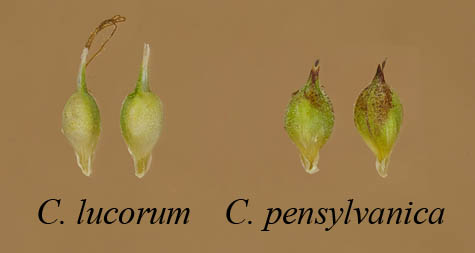 Comparison of the perigynia of Carex lucoum and Carex pensylvanica