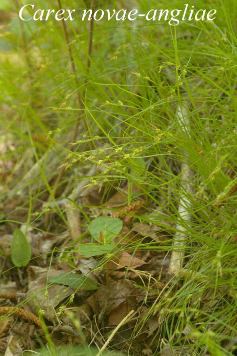Habit of Carex novae-angliae