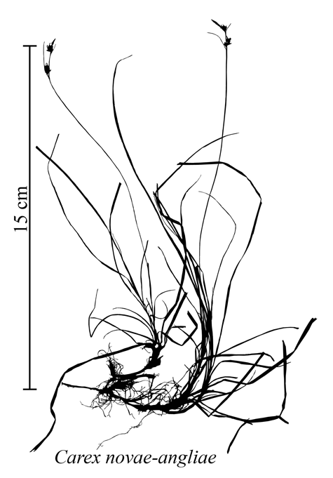 Habit of Carex novae-angliae