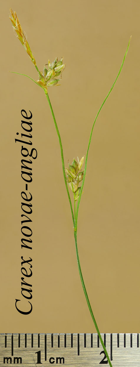 Inflorescence of Carex novae-angliae