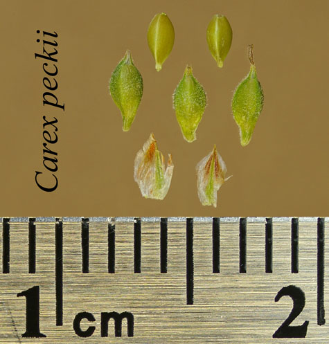 Achenes, perigynia and scales of Carex peckii