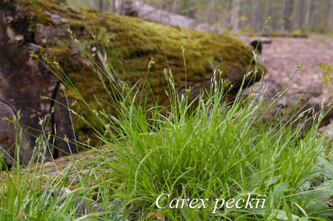 Habit of Carex peckii