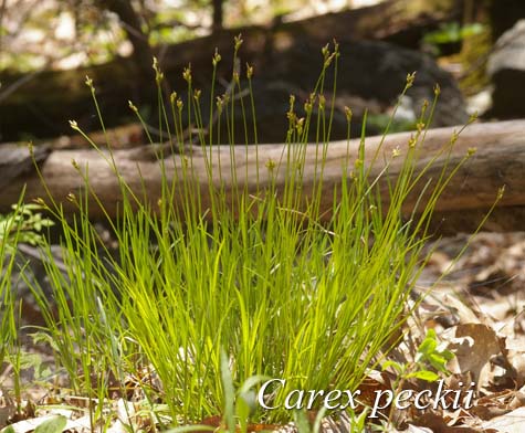 Habit of Carex peckii