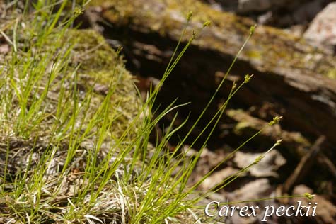 Habit of Carex peckii