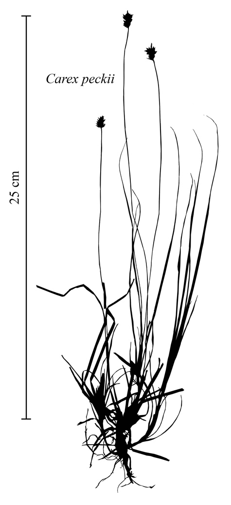 Habit of Carex peckii