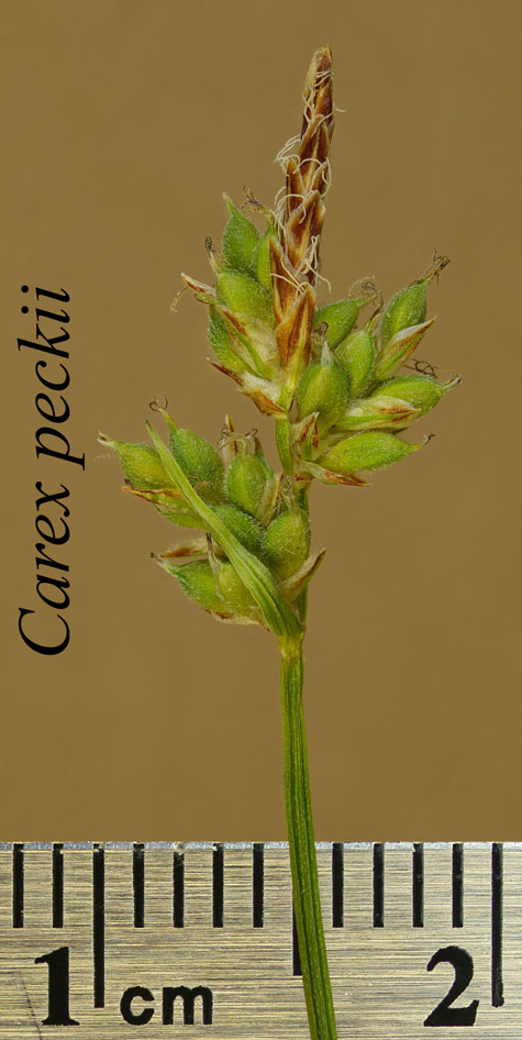 Inflorescence of Carex peckii