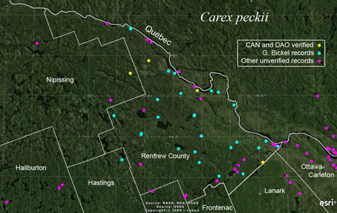 An occurrence map of Carex peckii in Renfrew County