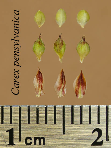 Achenes, perigynia and scales of Carex pensylvanica