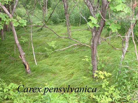Habit of Carex pensylvanica