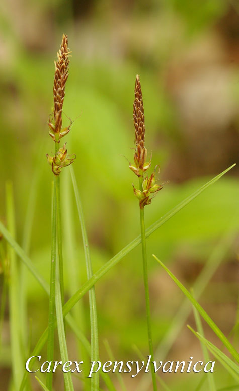 Inflorescence of Carex pensylvanica