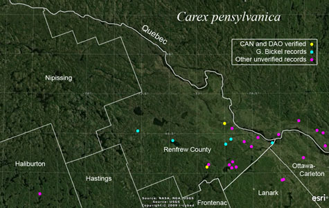 An occurrence map of Carex pensylvanica in Renfrew County