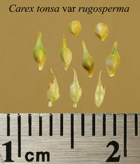 Achenes, perigynia and scales of Carex tonsa var rugosperma