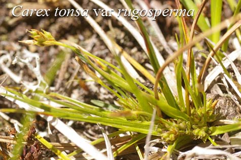 Habit of Carex tonsa var rugosperma