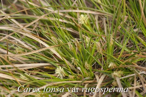 Habit of Carex tonsa var rugosperma