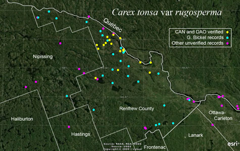 An occurrence map of Carex tonsa var rugosperma in Renfrew County