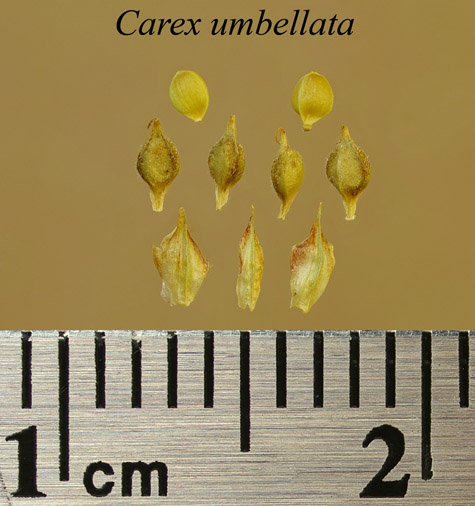 Achenes, perigynia and scales of Carex umbellata