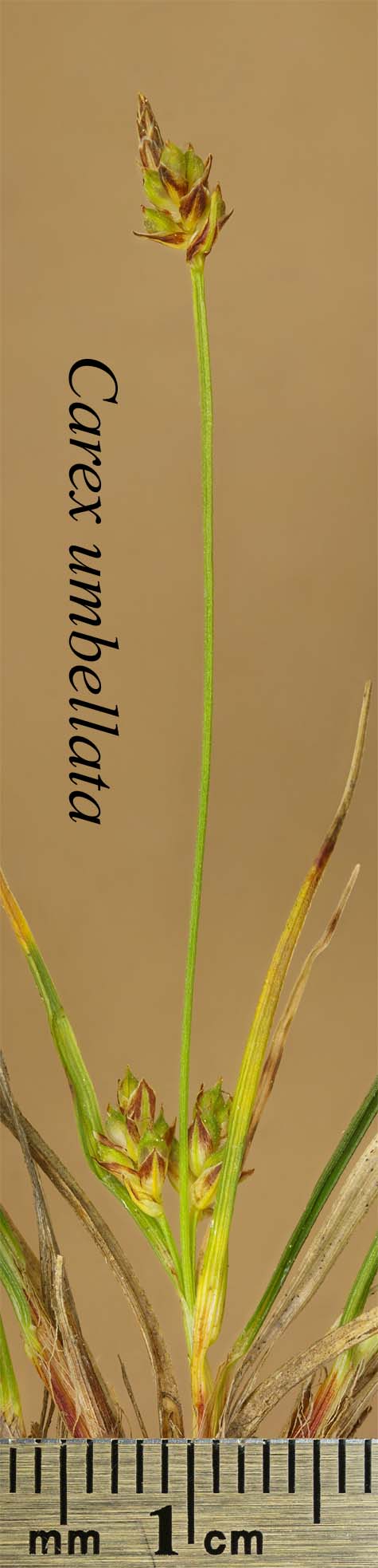 Inflorescence of Carex umbellata