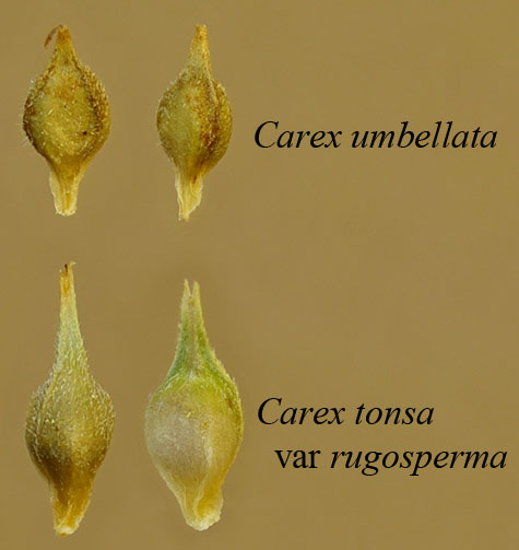 Comparison of the perigynia of Carex umbellata and Carex tonsa var rugosperma