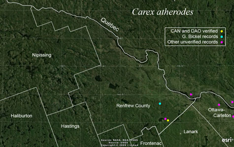 An occurrence map of Carex atherodes in Renfrew County