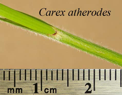 Pubescent leaf sheath of Carex atherodes