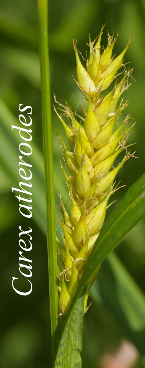 Spike of Carex atherodes