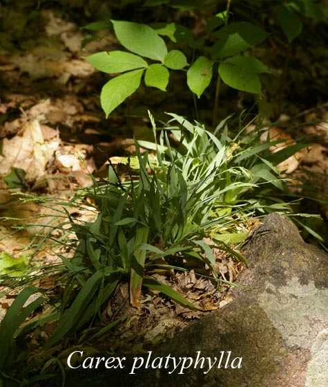 Habit of Carex platyphylla