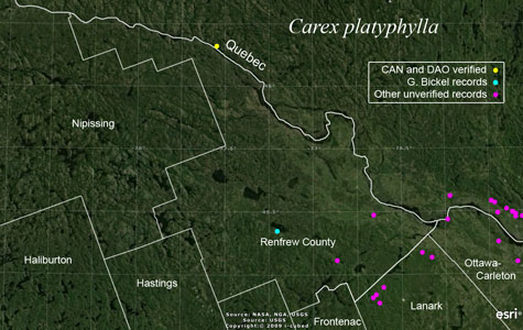 An occurrence map of Carex platyphylla in Renfrew County