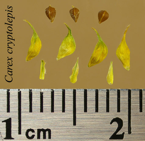 Achenes, perigynia and scales of Carex cryptolepis