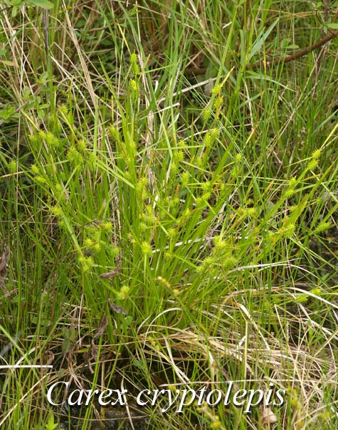 Habit of Carex cryptolepis