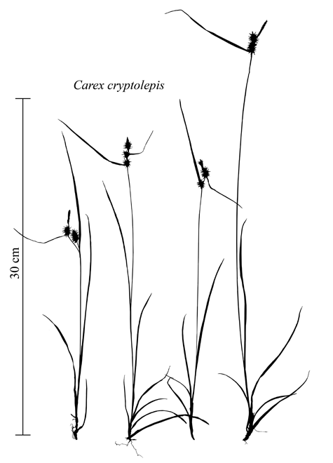 Habit of Carex cryptolepis