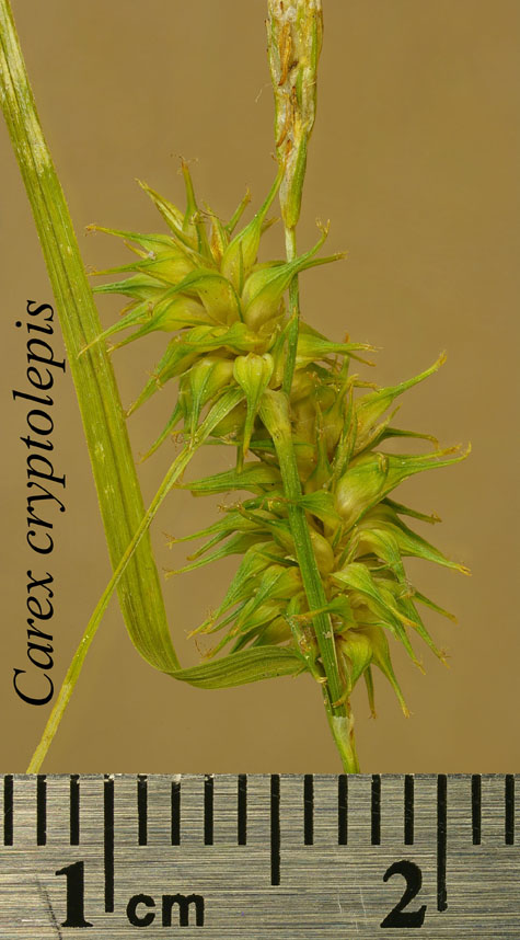 Inflorescence of Carex cryptolepis