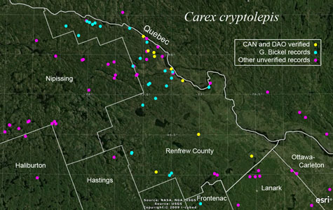 An occurrence map of Carex cryptolepis in Renfrew County